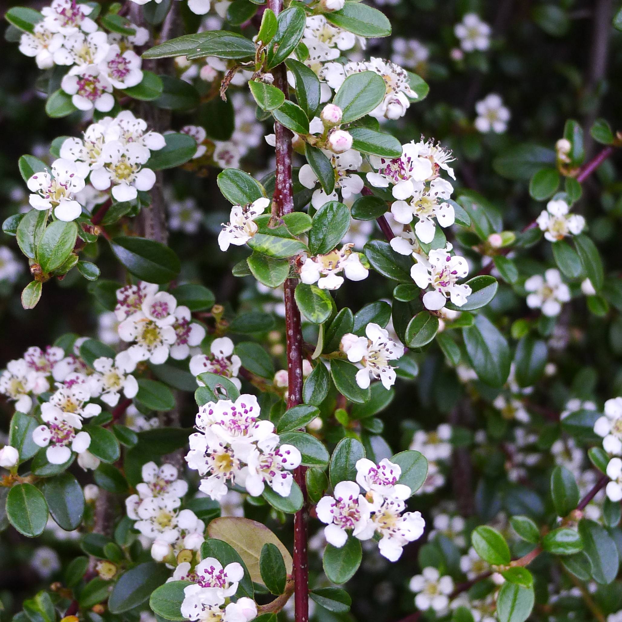Cotoneaster procumbens Queen of Carpets Godet de 8/9 cm - Image 1