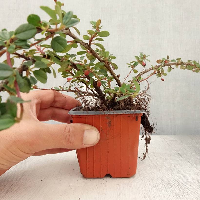 Cotoneaster procumbens Queen of Carpets Godet de 8/9 cm - Image 2