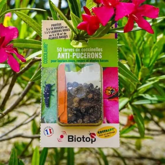 Biotop - Biotop - 250 larves coccinelles anti-puceron - Coccilaure - Image 3