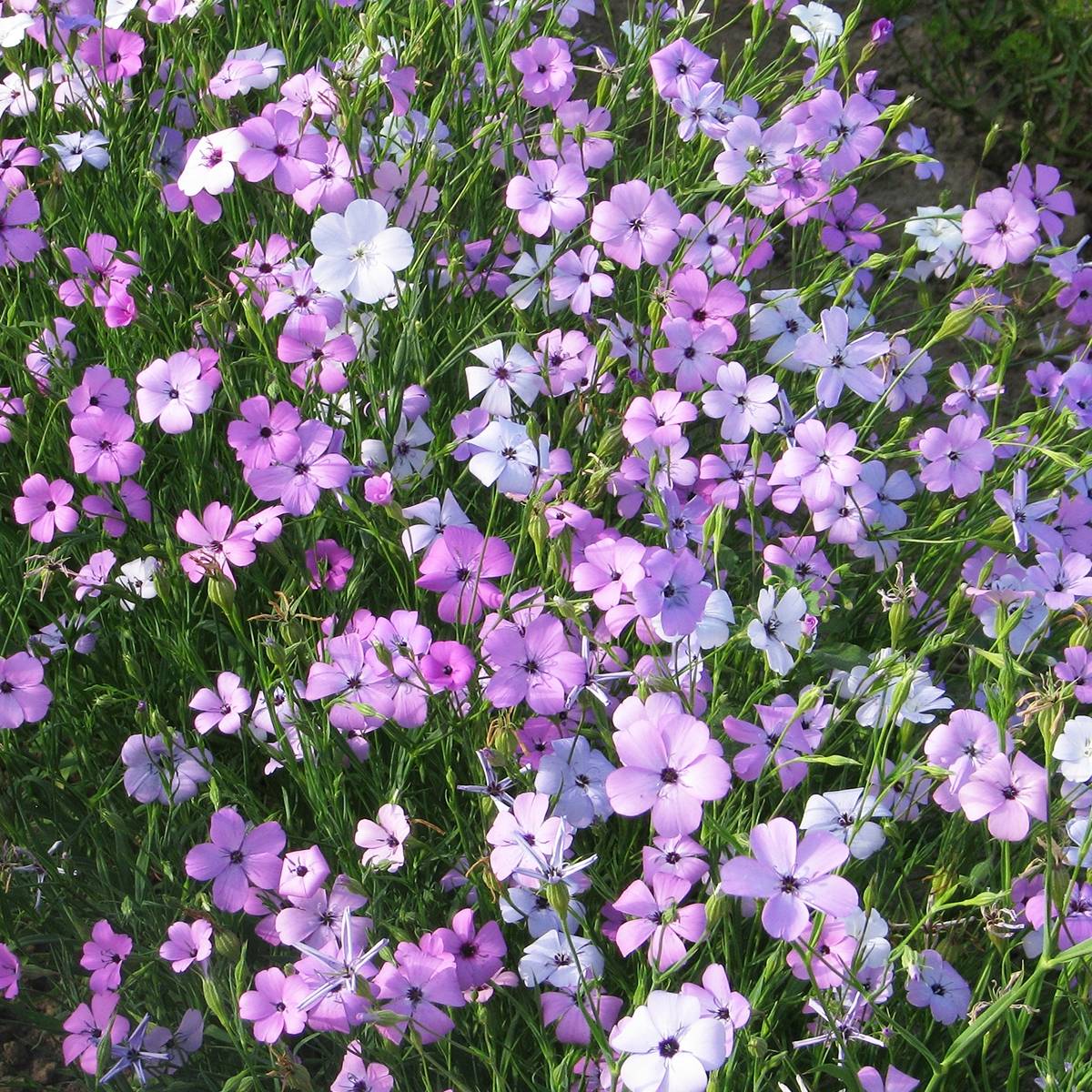 Graines de Silene Patio Mixed - Silene oculata en mélange sachet de 2.5g