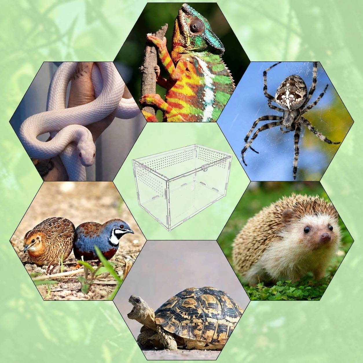 Boîte d'élevage pour reptiles acrylique transparente ventilée portable pour petits animaux rampants - Image 5