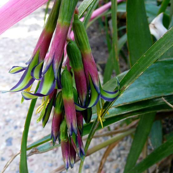 Promesse de Fleurs - Billbergia nutans Pot de 1L/1,5L