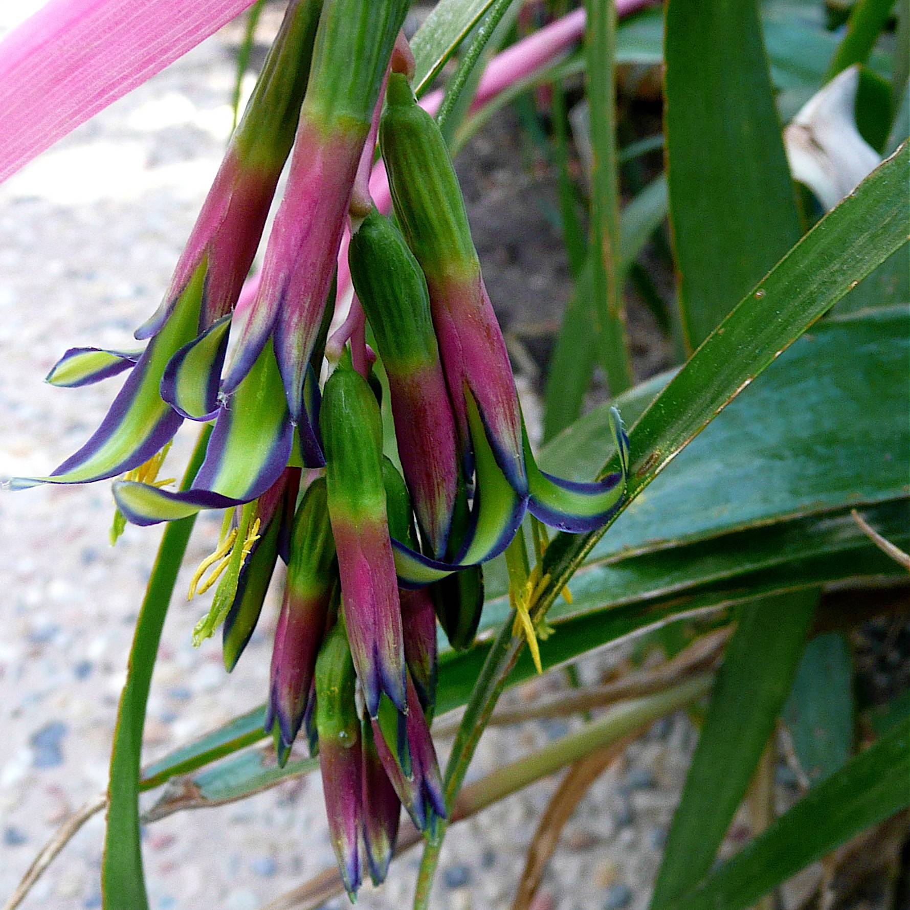 Promesse de Fleurs - Billbergia nutans Pot de 1L/1,5L