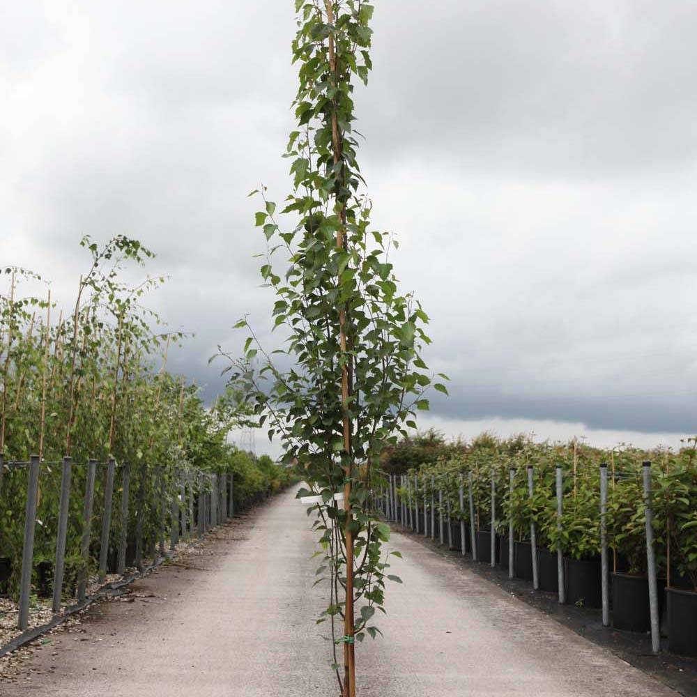 Promesse de Fleurs - Betula pendula Fastigiata - Bouleau fastigié Pot de 7,5L/10L, Tige - Image 1