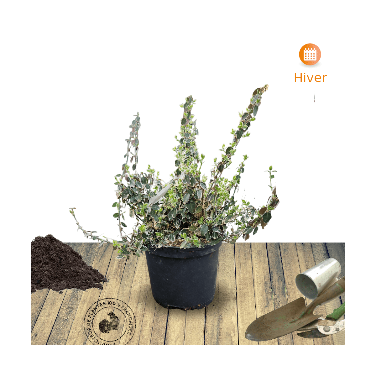 Fusain persistant Emerald Gaiety, Euonymus - Pot de 3L - 20/40 cm - Image 7