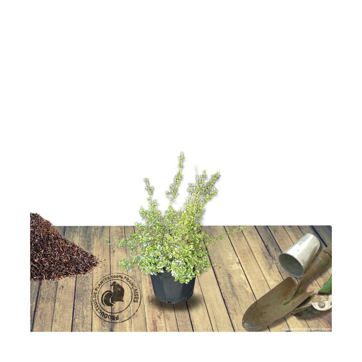 Fusain persistant Emerald Gaiety, Euonymus - Pot de 3L - 20/40 cm - Image 8