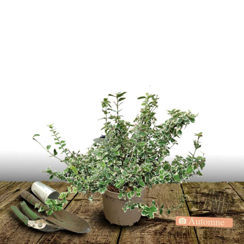Fusain persistant Emerald Gaiety, Euonymus - Pot de 3L - 20/40 cm - Image 2