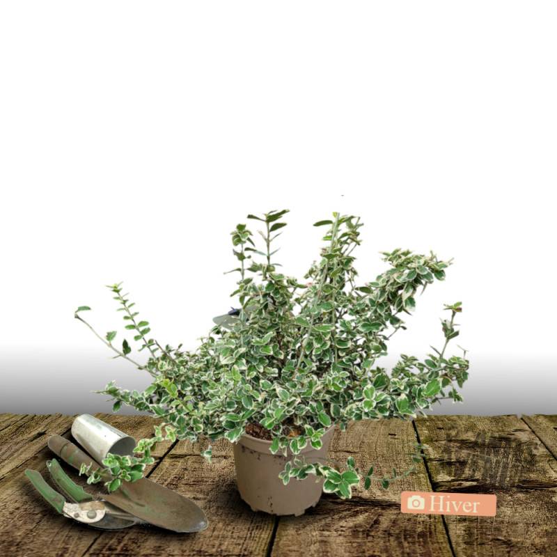 Fusain persistant Emerald Gaiety, Euonymus - Pot de 3L - 20/40 cm - Image 4