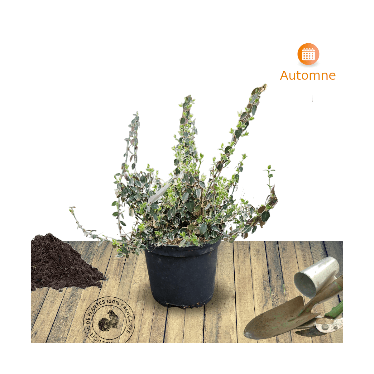 Fusain persistant Emerald Gaiety, Euonymus - Pot de 3L - 20/40 cm - Image 6