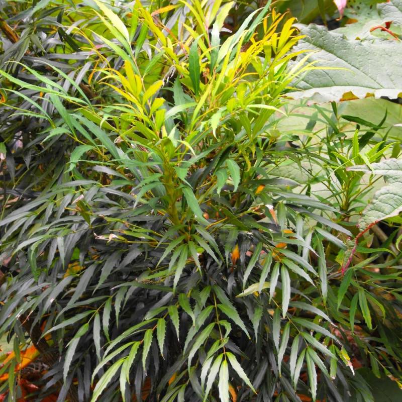 Mahonia à feuilles de houx Sweet Winter à fleurs Jaune/ - feuillage Persistant - Pot de 3L - 20/40 cm - Image 3