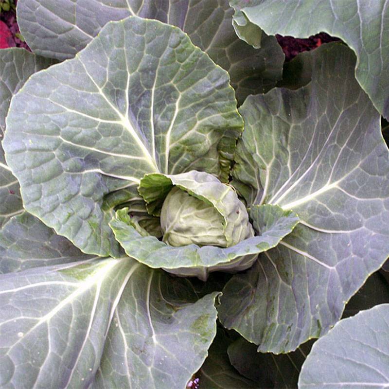 Promesse de Fleurs - Chou Brocoli Vert Calabrais le sachet de 200 graines environ (1g)