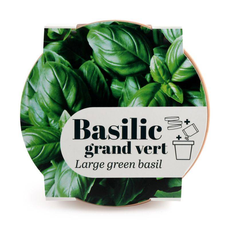 Radis et Capucine - Radis et Capucine - Pot en terre cuite antique - Basilic grand vert bio - Image 5