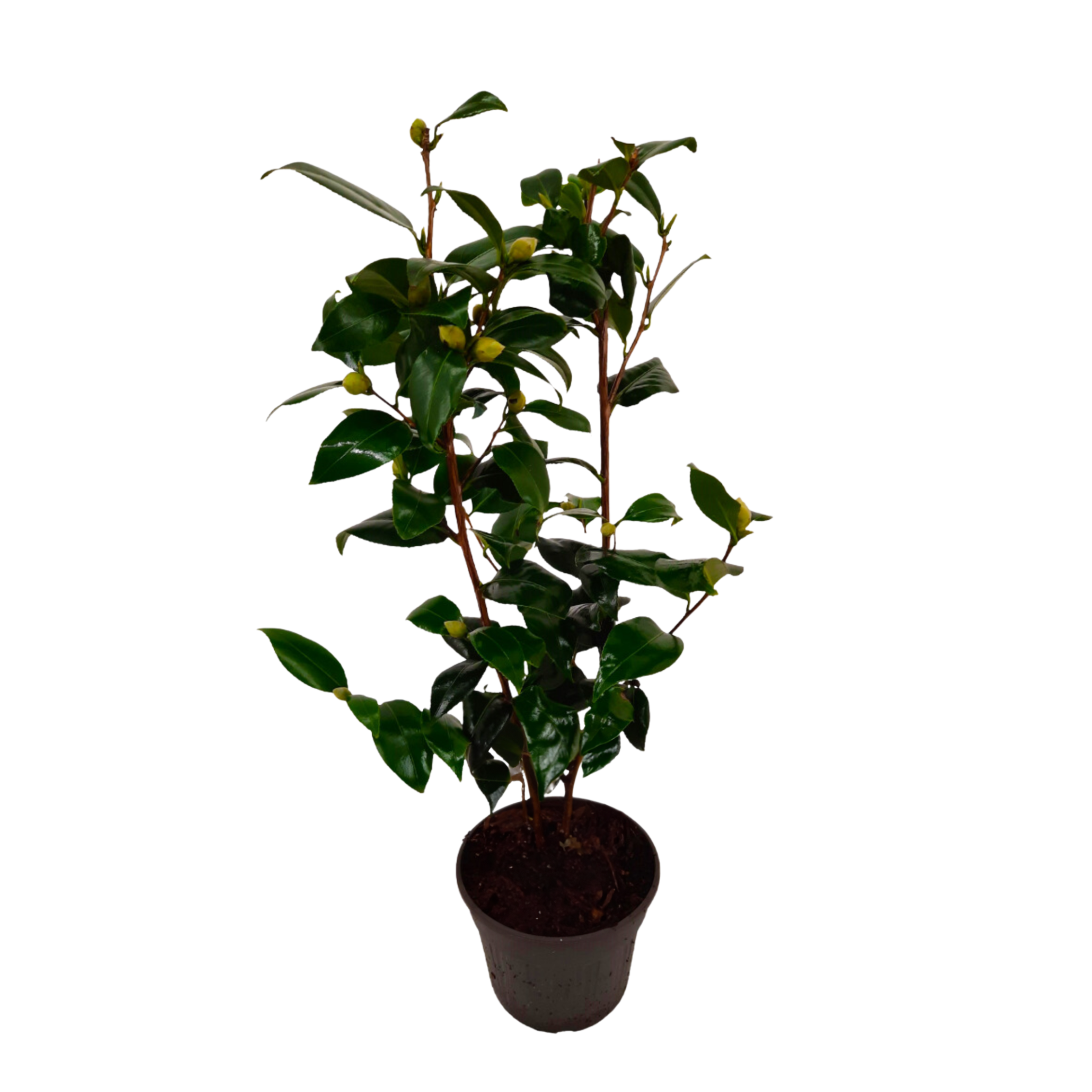 Camélia - Camellia japonica 'Brush Field' - Hauteur 50-60cm - ⌀15cm - Image 1