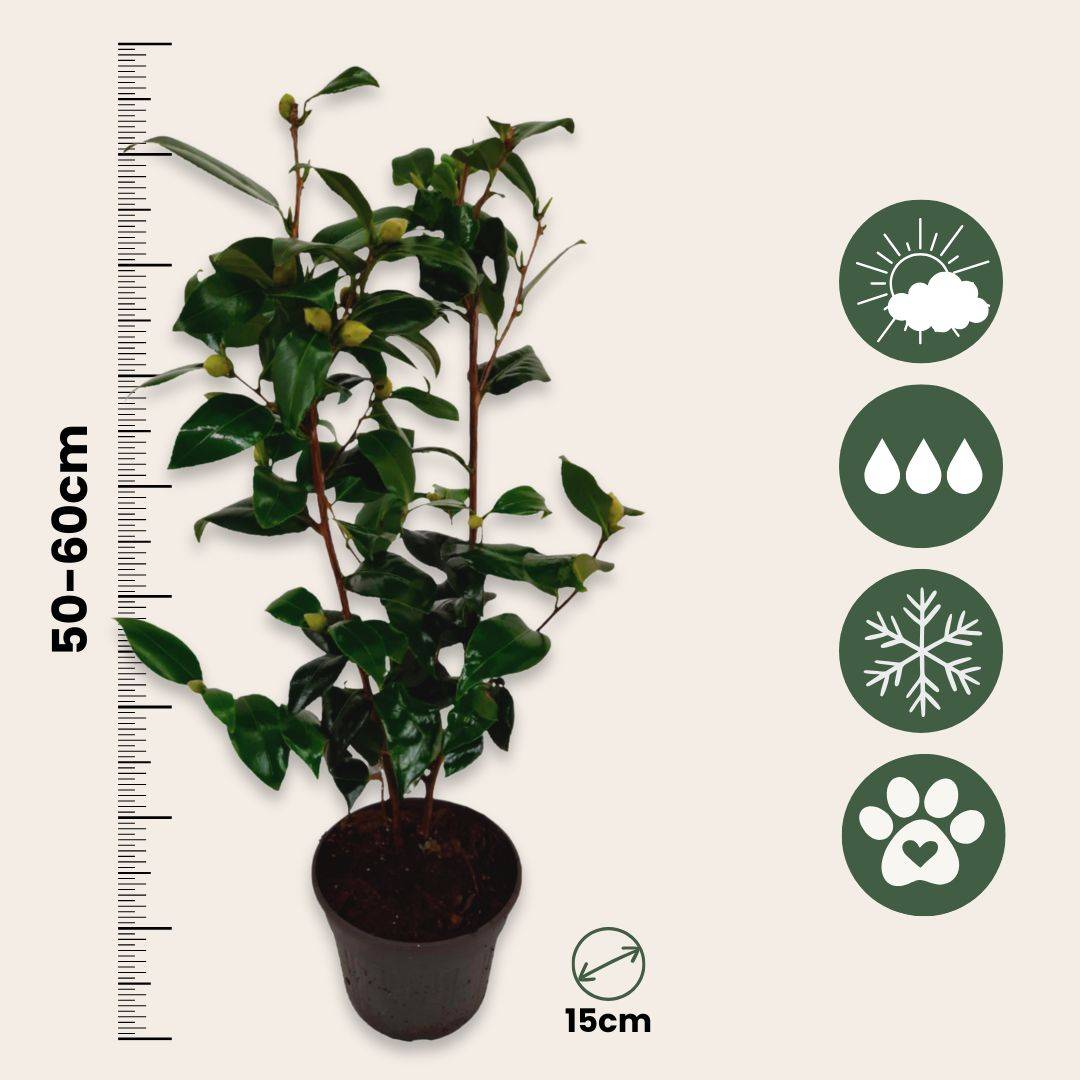 Camélia - Camellia japonica 'Brush Field' - Hauteur 50-60cm - ⌀15cm - Image 5