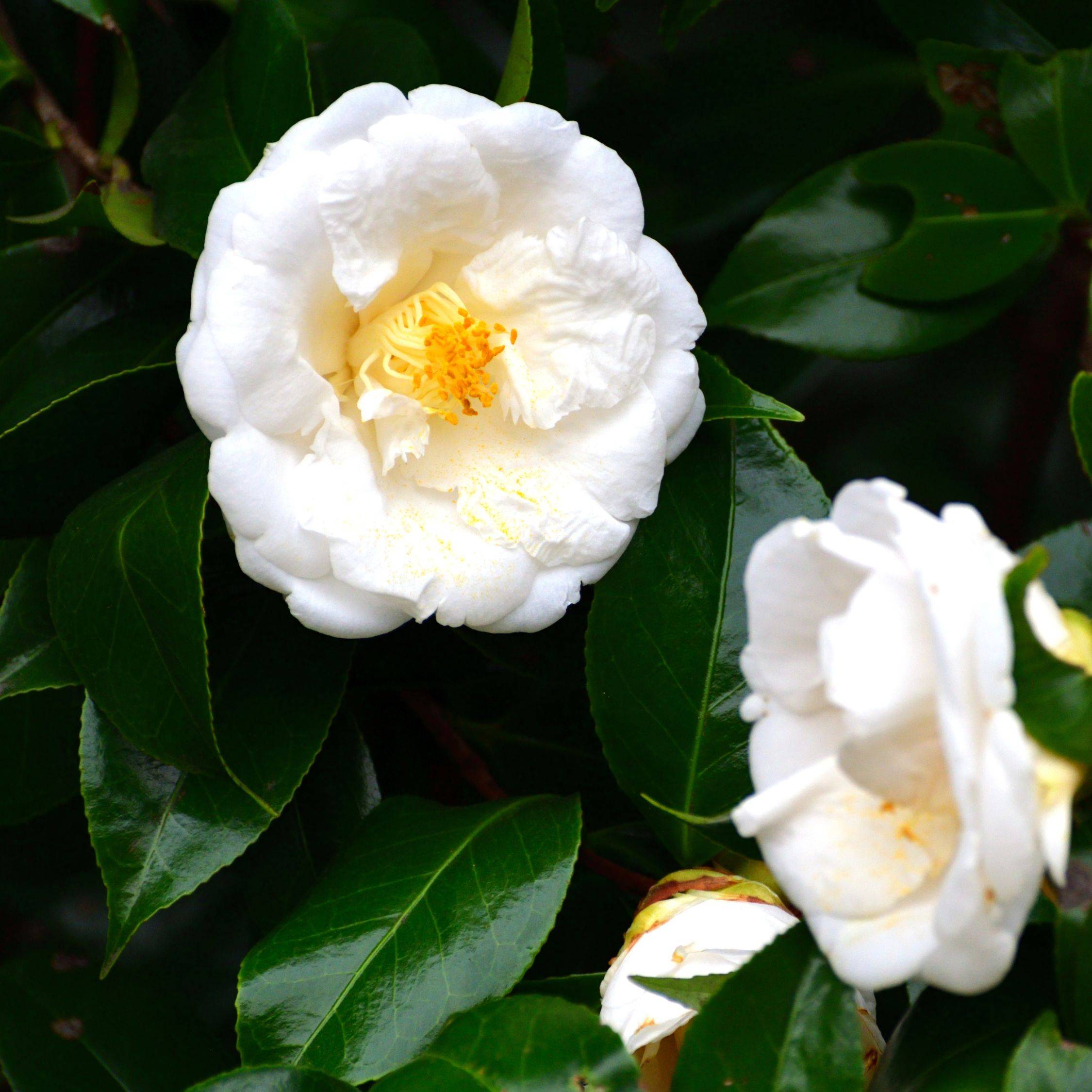 Camélia - Camellia japonica 'Brush Field' - Hauteur 50-60cm - ⌀15cm - Image 4
