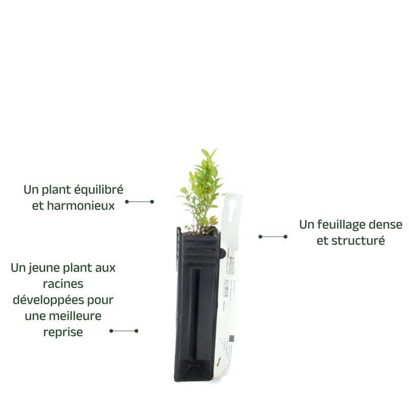 Buis commun (Buxus sempervirens) - Godet - Taille 10cm - Pépinières Naudet - Image 3