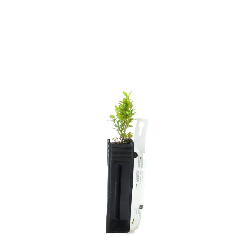 Buis commun (Buxus sempervirens) - Godet - Taille 10cm - Pépinières Naudet - Image 2