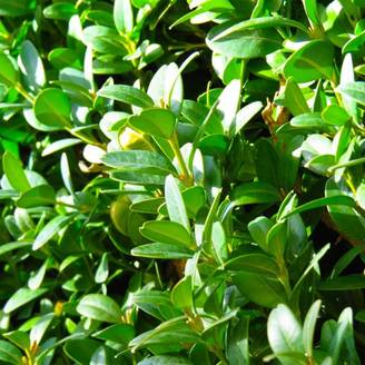 Buis commun (Buxus sempervirens) - Godet - Taille 10cm - Pépinières Naudet
