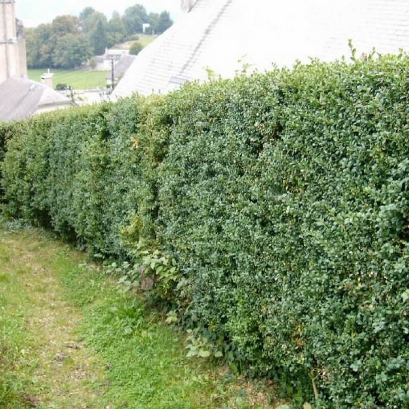 Buis commun (Buxus sempervirens) - Godet - Taille 10cm - Pépinières Naudet - Image 4