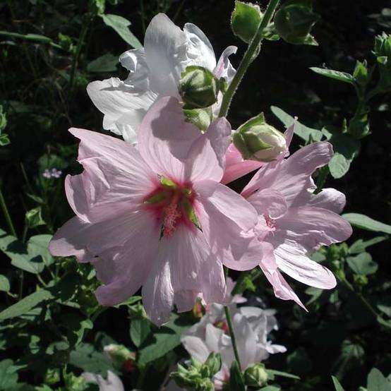 Promesse de Fleurs - Lavatère Barnsley - Lavatera thuringiaca Godet de 8/9 cm