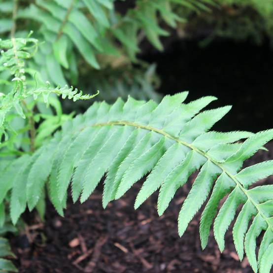 Polystichum munitum - Fougère Godet de 8/9 cm