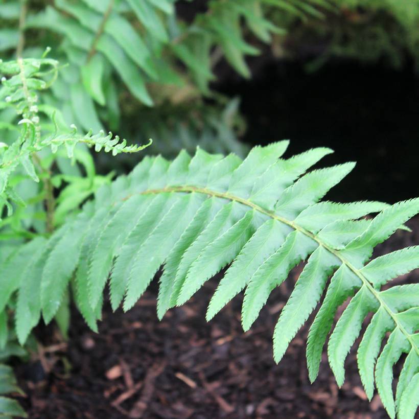 Polystichum munitum - Fougère Godet de 8/9 cm