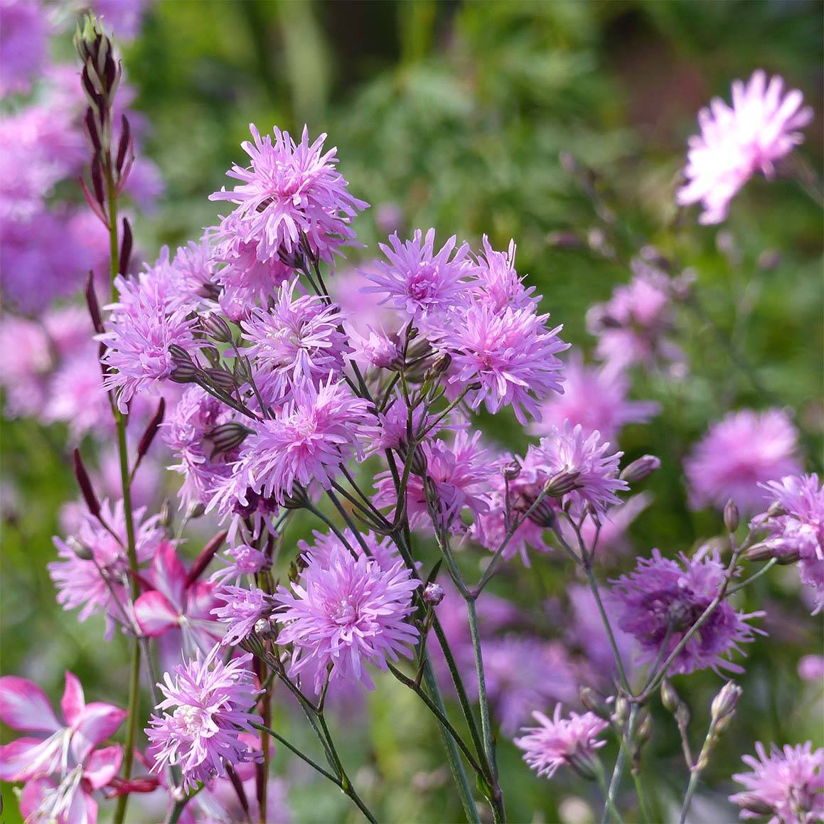 Lychnis flos cuculi Jenny - Oeillet des prés rose Godet de 7/8 cm