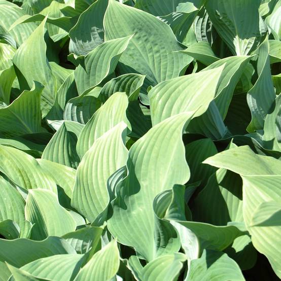 Hosta fortunei var hyacinthina Godet de 8/9 cm
