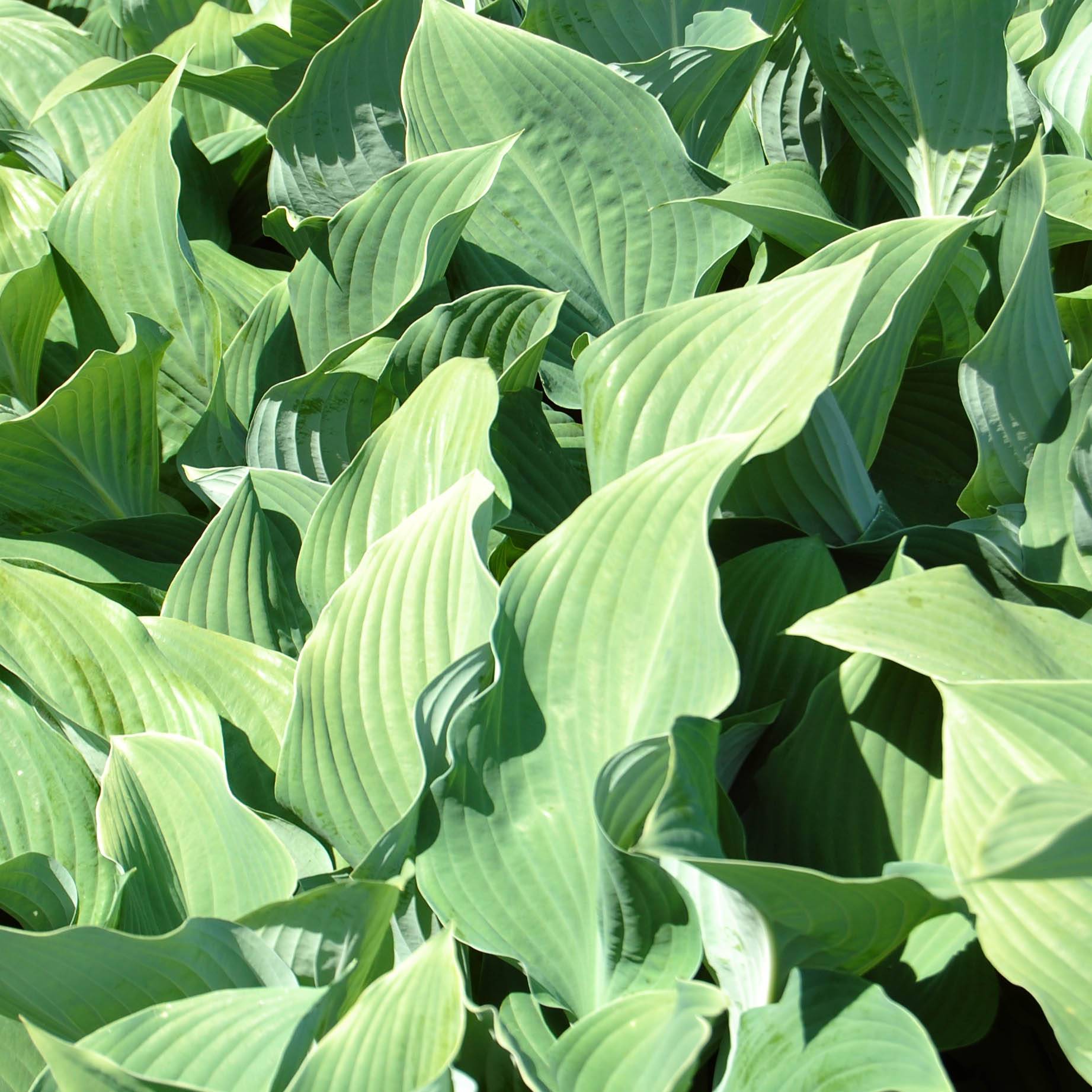 Hosta fortunei var hyacinthina Godet de 8/9 cm