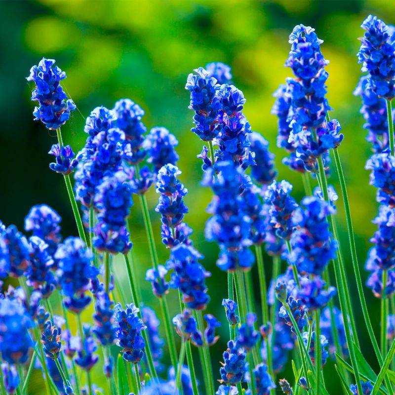 20 Lavandes 'Hidcote Blue' (Lanvandula 'Hidcote Blue') - Haie de Lavande -  - Pépinières Naudet - Image 2