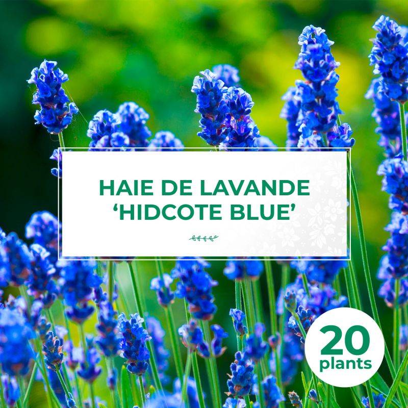 20 Lavandes 'Hidcote Blue' (Lanvandula 'Hidcote Blue') - Haie de Lavande -  - Pépinières Naudet - Image 1