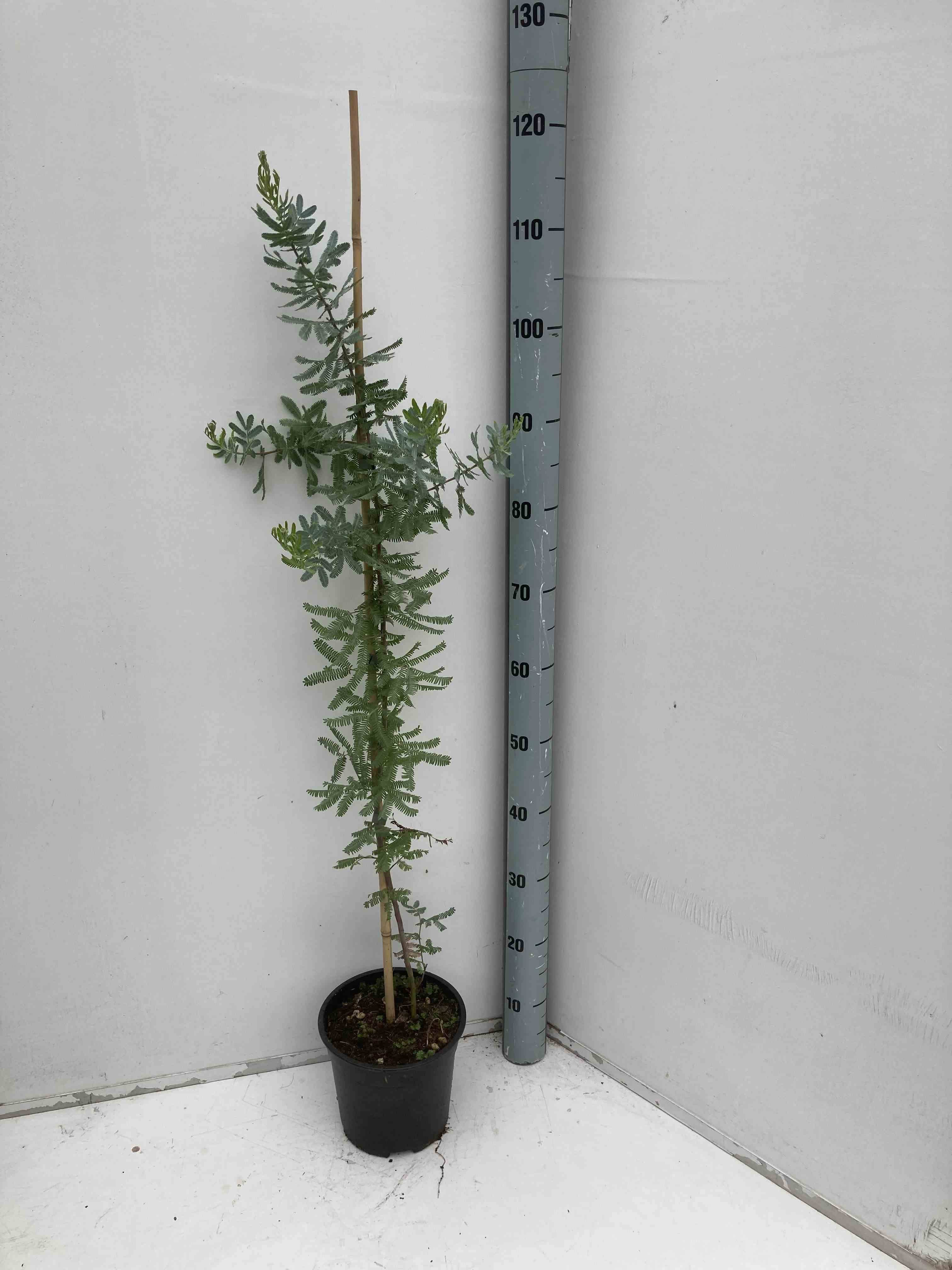 Sans Marque - Acacia baileyana 'Purpurea' (Acacia Pourpre De Bailey) Pot de 20 Litres -160/180cm - Image 1