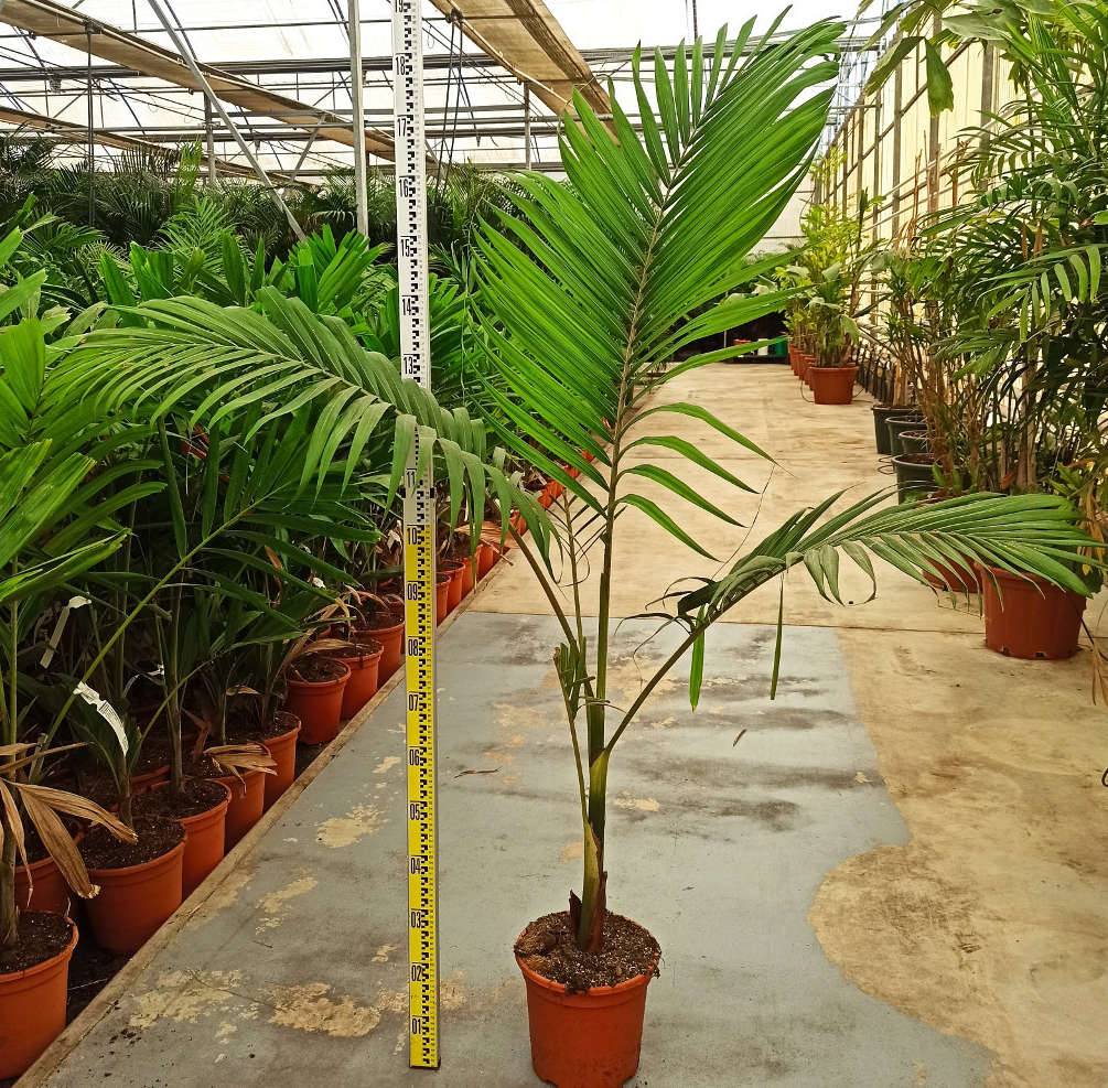 Sans Marque - Acacia baileyana 'Purpurea' (Acacia Pourpre De Bailey) Pot de 20 Litres -160/180cm - Image 4