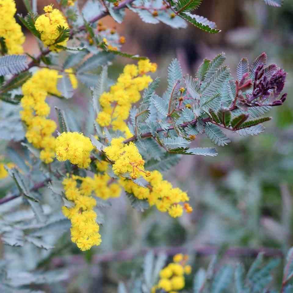 Sans Marque - Acacia baileyana 'Purpurea' (Acacia Pourpre De Bailey) Pot de 20 Litres -160/180cm - Image 3
