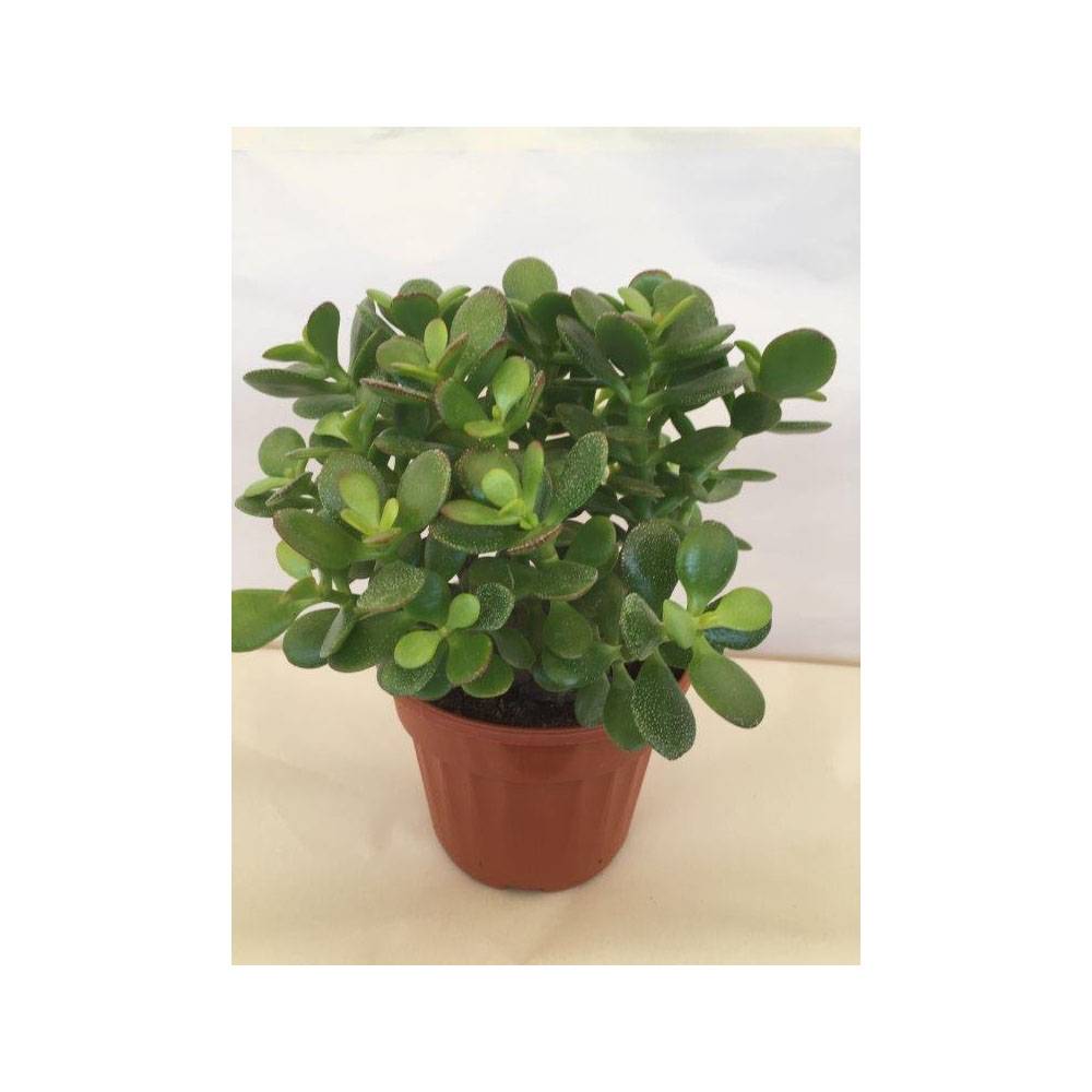 Crassula ovata Minor Pot de 1L/1,5L