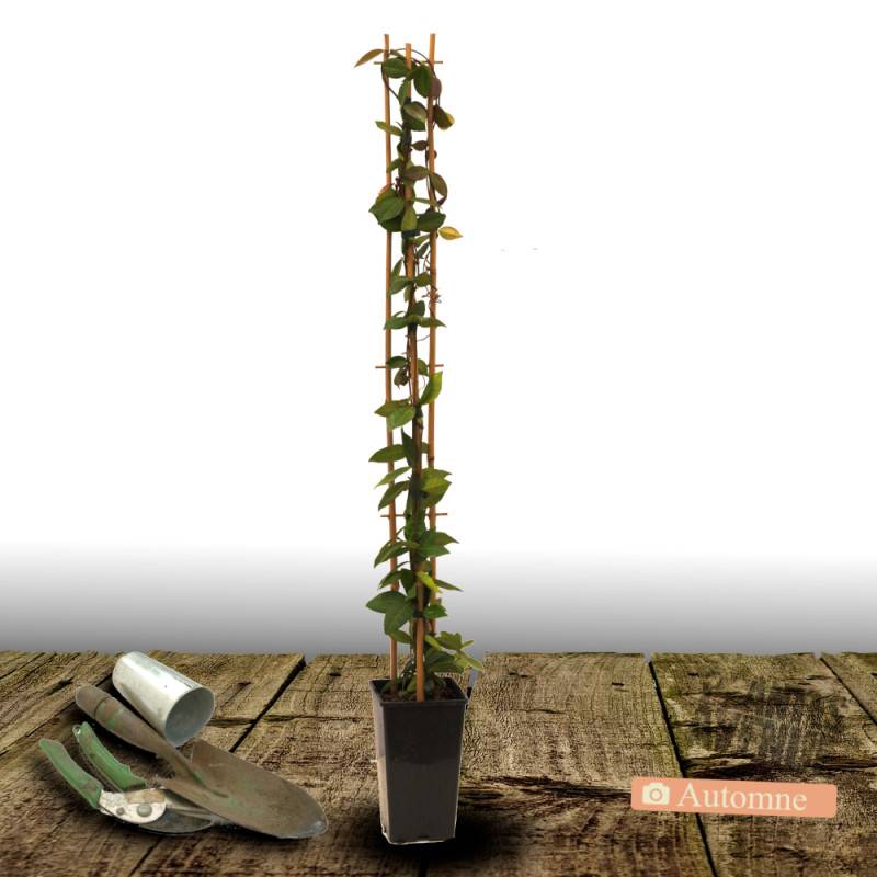 Jasmin étoilé jaune à fleurs Jaune - feuillage Persistant - Pot de 3L - Echelle bambou 60/120 cm-  hauteur à maturité De 3,00 m à 5,00 m - Image 2