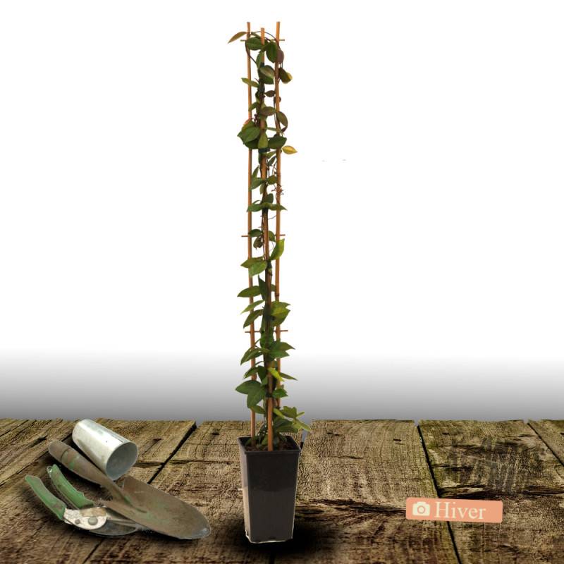 Jasmin étoilé jaune à fleurs Jaune - feuillage Persistant - Pot de 3L - Echelle bambou 60/120 cm-  hauteur à maturité De 3,00 m à 5,00 m - Image 4