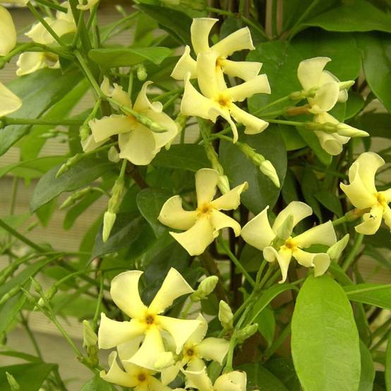 Jasmin étoilé jaune à fleurs Jaune - feuillage Persistant - Pot de 3L - Echelle bambou 60/120 cm- hauteur à maturité De 3,00 m à 5,00 m - Image 6