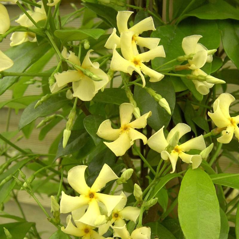 Jasmin étoilé jaune à fleurs Jaune - feuillage Persistant - Pot de 3L - Echelle bambou 60/120 cm-  hauteur à maturité De 3,00 m à 5,00 m - Image 1