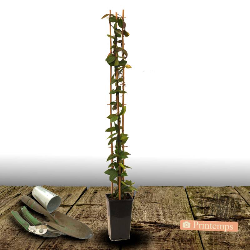 Jasmin étoilé jaune à fleurs Jaune - feuillage Persistant - Pot de 3L - Echelle bambou 60/120 cm-  hauteur à maturité De 3,00 m à 5,00 m - Image 5