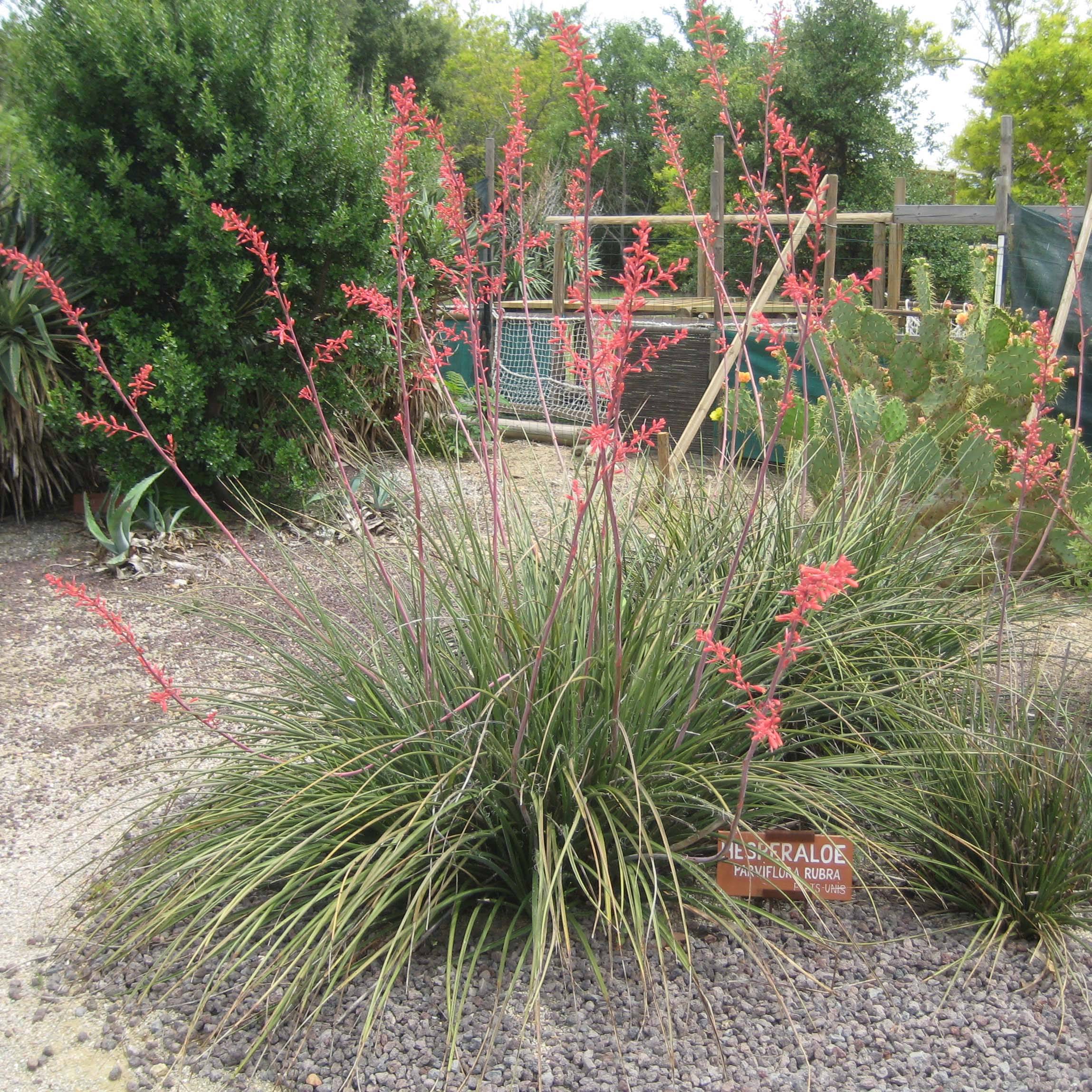 Promesse de Fleurs - Hesperaloe parviflora Rubra - Yucca Rouge. Pot de 2L/3L