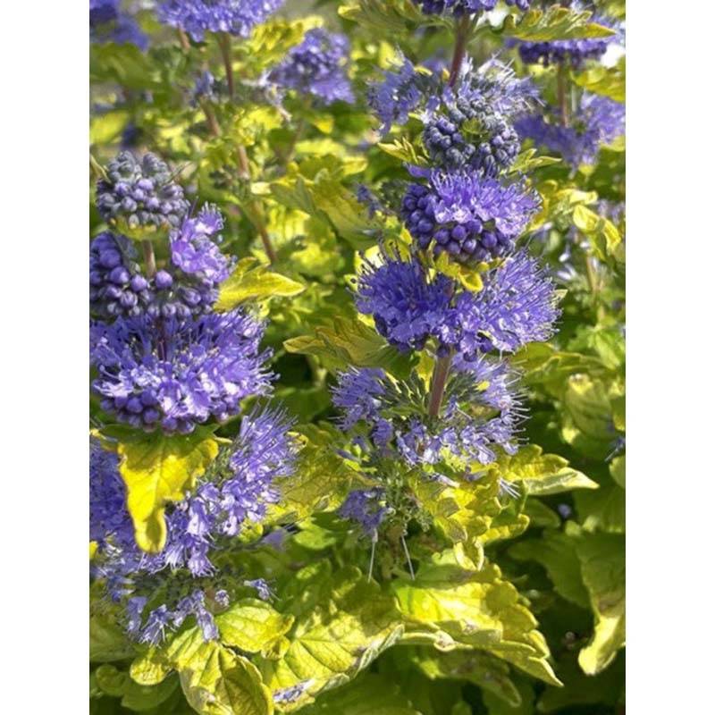 Promesse de Fleurs - Caryopteris clandonensis Good as Gold - Spirée bleue Pot de 2L/3L - Image 1