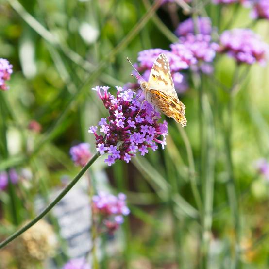Verbena bonariensis Lollipop - Verveine de Buenos Aires naine Godet de 8/9 cm