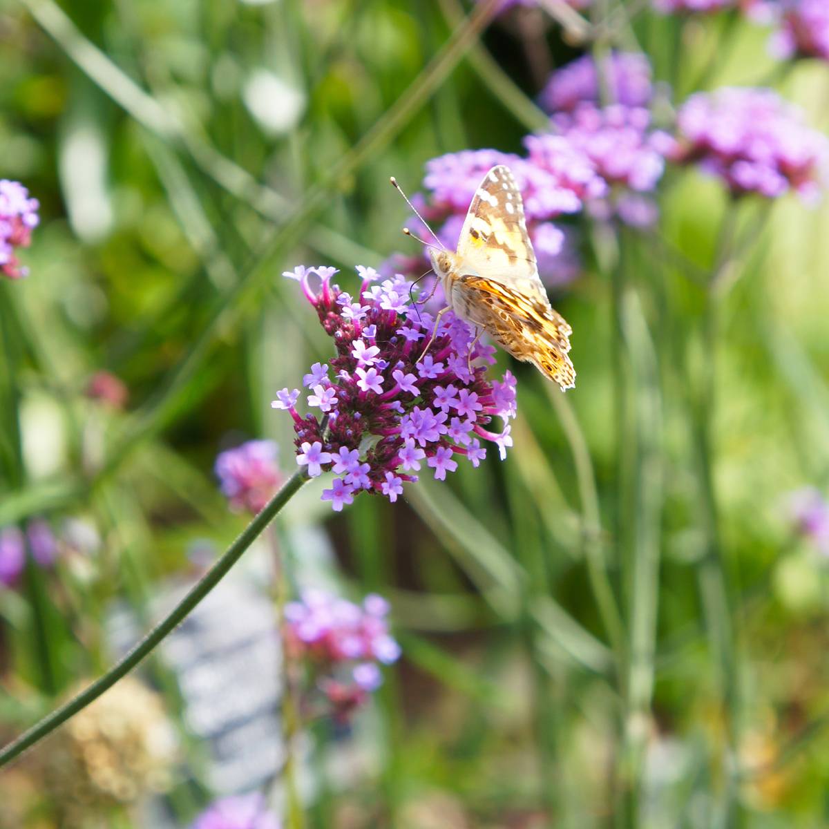 Verbena bonariensis Lollipop - Verveine de Buenos Aires naine Godet de 8/9 cm