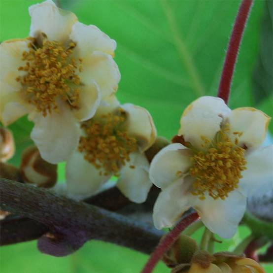 Kiwi Atlas (mâle) - Actinidia deliciosa Pot de 1,5L/2L
