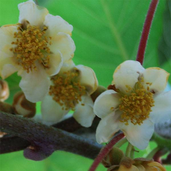 Kiwi Atlas (mâle) - Actinidia deliciosa Pot de 1,5L/2L