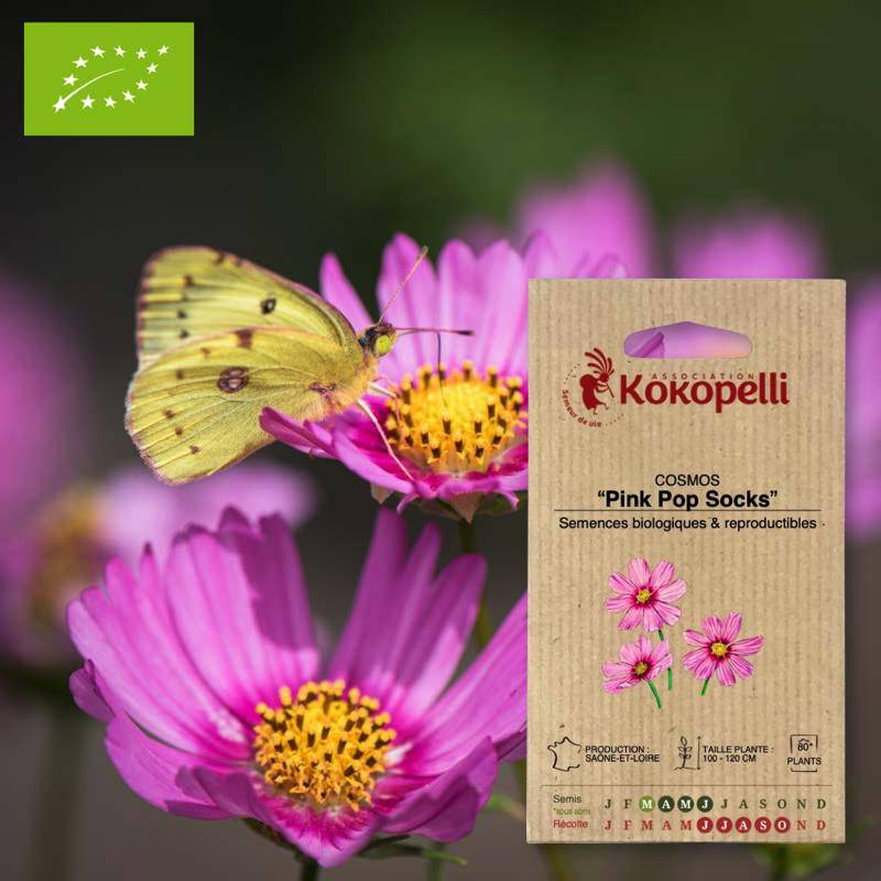 Association Kokopelli - Cosmos Pink Pop Socks- Graines bio à semer - Image 1