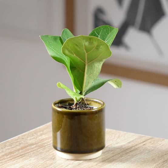 Promesse de Fleurs - Ficus lyrata - Figuier lyre Mini-plante