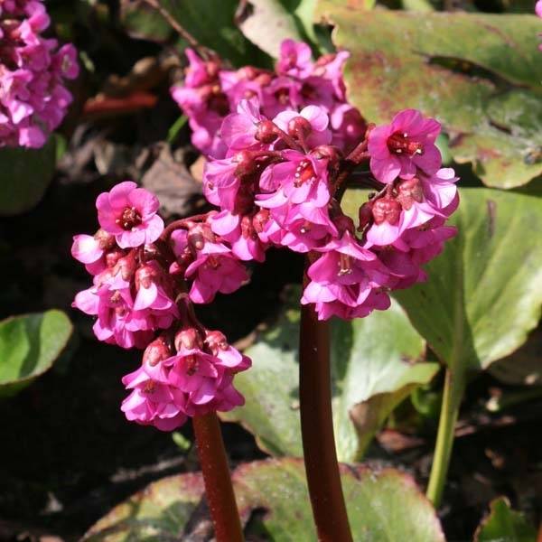 Promesse de Fleurs - Bergenia hybride Abendglut Pot de 2L/3L