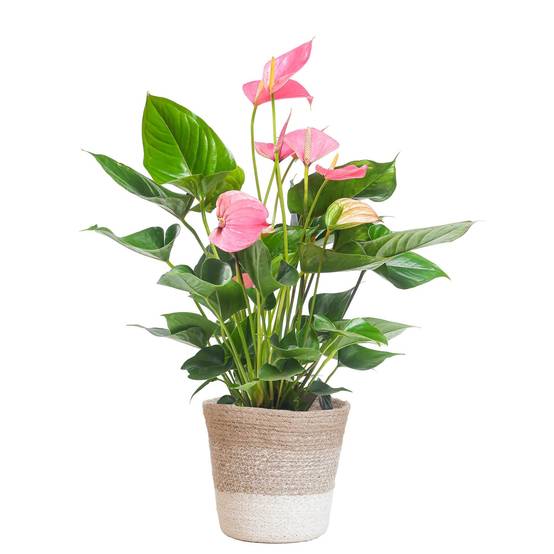 Anthurium Rose et son pot- La Green Touch Panier Blanc - Hauteur 55cm
